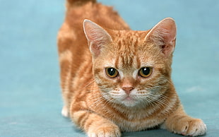 photography of orange tabby cat